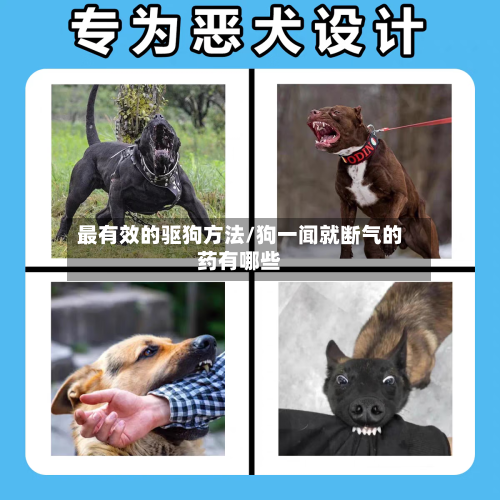 最有效的驱狗方法/狗一闻就断气的药有哪些